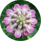Kudzu Flower Extract used in Memo Volt